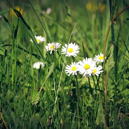 Alpina Hotel Kandersteg