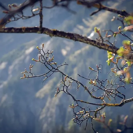 Alpina 2* Kandersteg