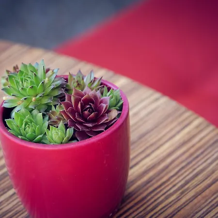 Alpina Hotel Kandersteg