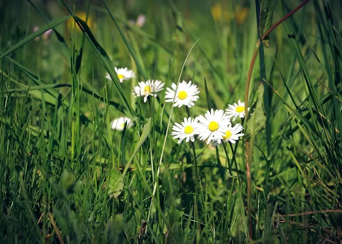 Alpina Hotel Kandersteg