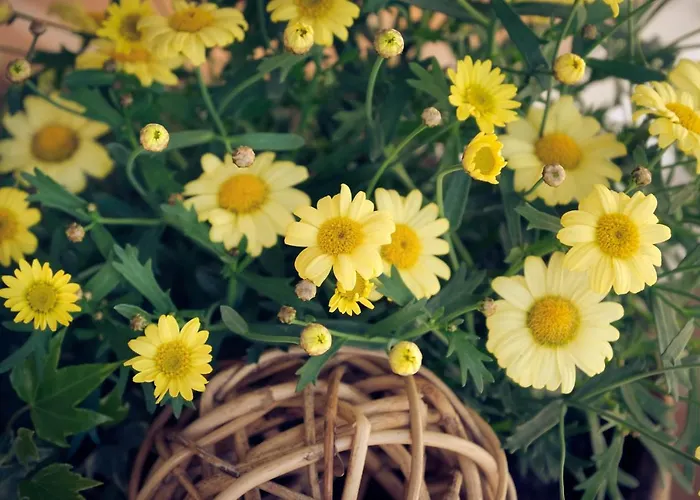 Hotel Alpina Kandersteg