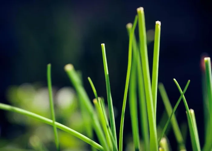 Hotel Alpina Kandersteg