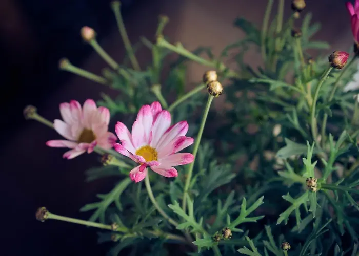 Hotel Alpina Kandersteg