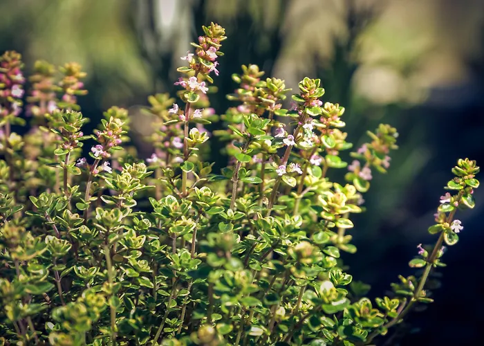 Hotel Alpina Kandersteg