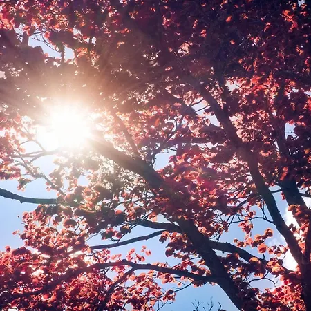 ألبينا فندق