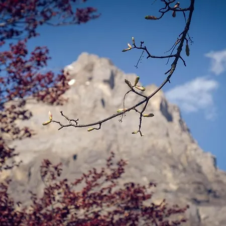מלון Alpina 2*