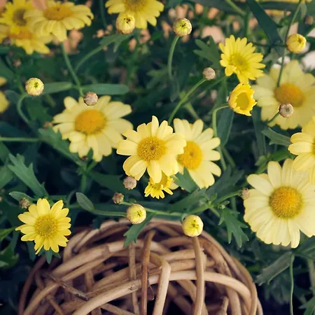 فندق ألبينا كاندرستغ