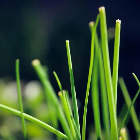 فندق ألبينا كاندرستغ