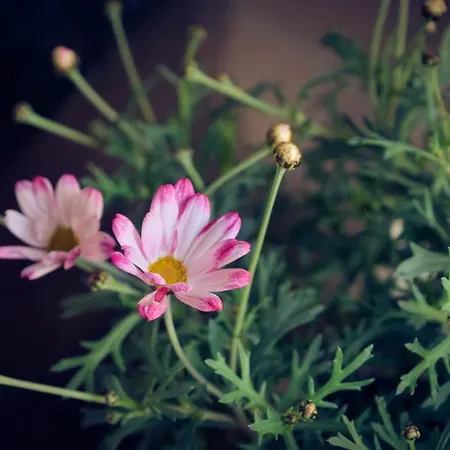 فندق ألبينا كاندرستغ