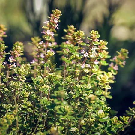 فندق ألبينا كاندرستغ